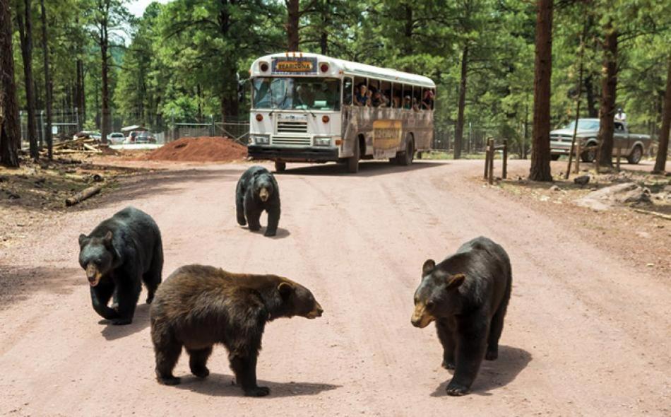 Super 8 By Wyndham Williams West Route 66 - Grand Canyon Area Luaran gambar